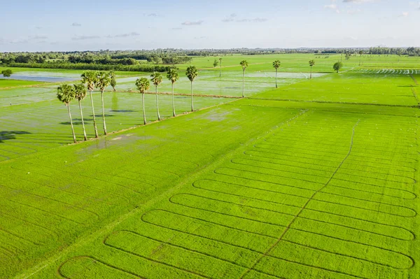 Rijstveld Groen Gras Blauwe Hemel Bewolkt Landschap Achtergrond Afbeelding Van — Stockfoto