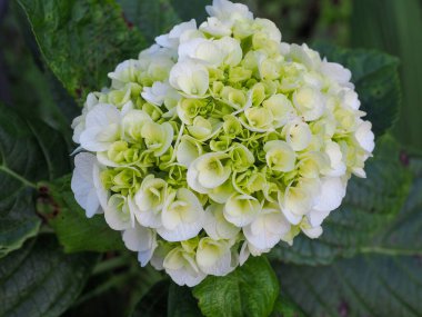 Ortanca çiçeğinin makro fotoğrafı. Mavi taç yapraklarının ayrıntıları. Tasarımcılar için çiçeklerin güzel mavi dokusu. Ortanca macrophylla. Beyaz ve soluk mavi ortanca çiçeğine yaklaş.