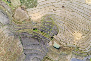 Tayland 'da hasat mevsiminde teras pirinç tarlası. Taze yeşil ve sarı pirinç tarlalarının üst görüntüsü veya hava görüntüsü.