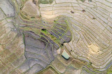 Tayland 'da hasat mevsiminde teras pirinç tarlası. Taze yeşil ve sarı pirinç tarlalarının üst görüntüsü veya hava görüntüsü.