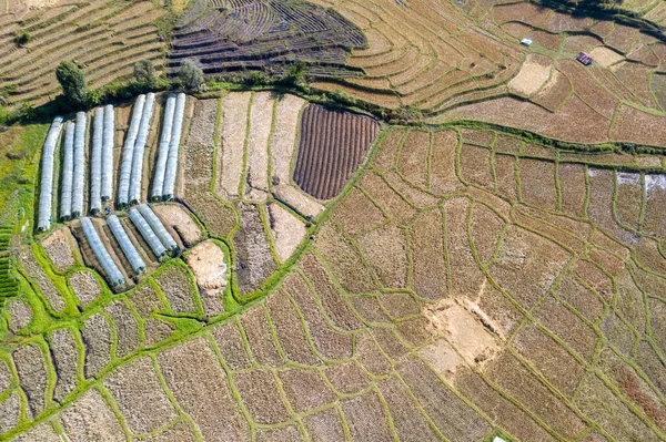 Terraced Rice Field Harvest Season Thailand Top View Aerial Shot — Stock Photo, Image