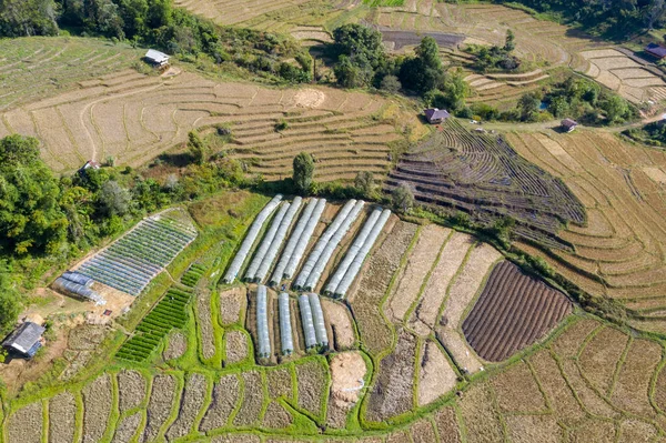 Tayland 'da hasat mevsiminde teras pirinç tarlası. Taze yeşil ve sarı pirinç tarlalarının üst görüntüsü veya hava görüntüsü.