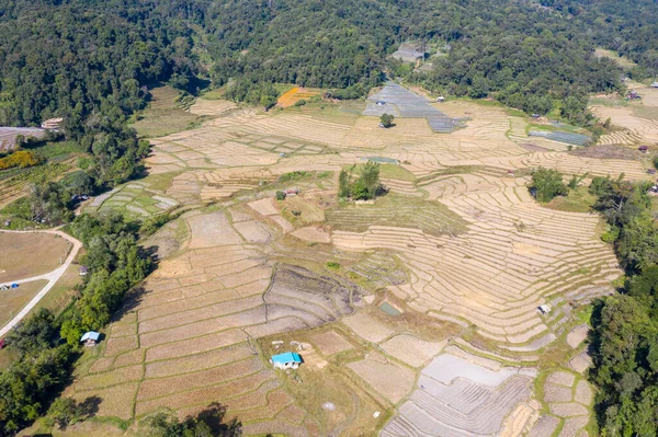 Teraszos Rizsföldek Betakarítási Időszakban Thaiföldön Friss Zöld Sárga Rizsföldek Felülnézeti — Stock Fotó