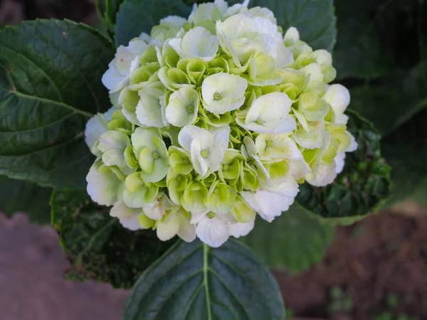 Foto Makro Bunga Hydrangea Rincian Kelopak Biru Indah Warna Warni Stok Foto