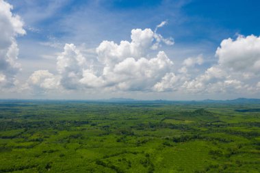 Güneşli bir günde orman, Tayland 'da kırsal alan, çam ağaçları üzerinde uçan insansız hava aracı. Güneşli bir gün, doğa geçmişi.