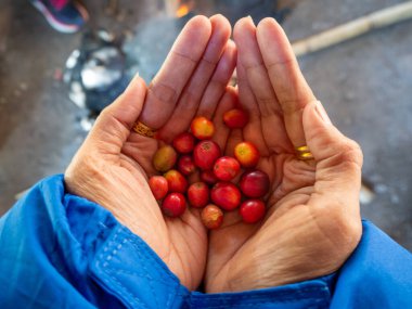Kahve çekirdekleri ağaçlardan kahve, taze kahve çekirdekleri, ağaçtaki kahve çekirdekleri.