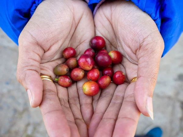 コーヒー豆木のコーヒー フレッシュコーヒー豆 木の上のコーヒー豆 — ストック写真