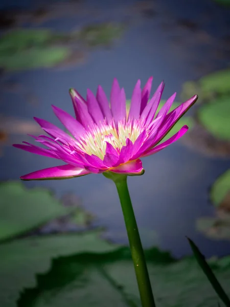 Lotus pink. The pink lotus that is above the water in the pond and has a lotus leaf in the morning.