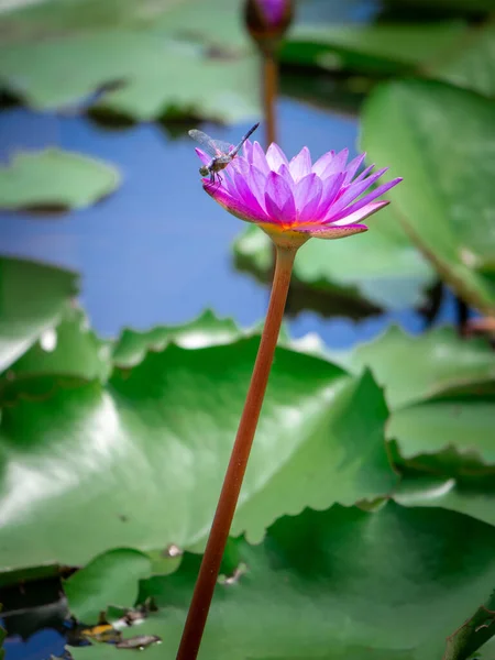 Lotus pink. The pink lotus that is above the water in the pond and has a lotus leaf in the morning.