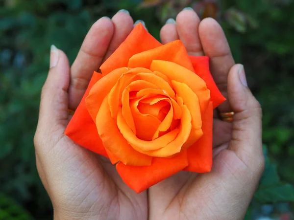 Ανθισμένα Πορτοκαλί Τριαντάφυλλο Αυξάνεται Στον Κήπο Από Κοντά Κοντινό Πλάνο — Φωτογραφία Αρχείου