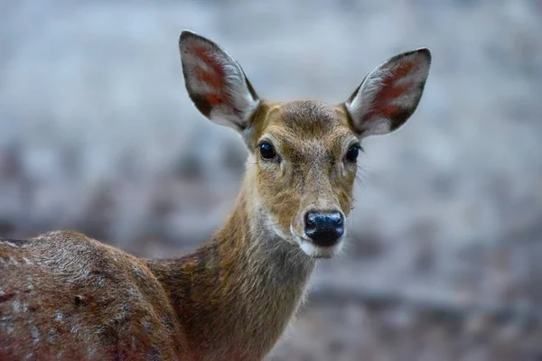 Pretty Female Manchurian Sika Deer Spotted Sika Deer Jungle Wildlife — Stock Photo, Image