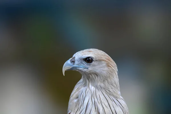 Occhi Falco Falco Colore Rosso Ala Falco Harris Hawk Ritratto — Foto Stock