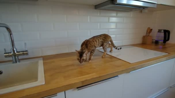 Gatto che cammina sul piano di lavoro della cucina al rallentatore . — Video Stock