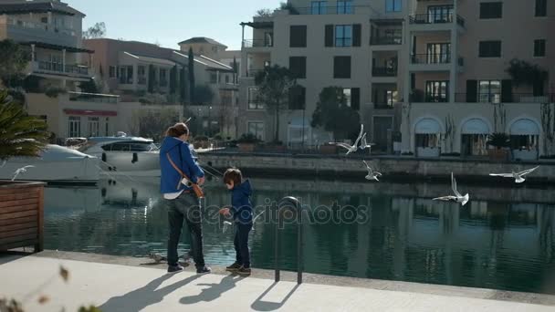 In spring, a woman and a boy feed a flock of gulls and pigeons. — Stock Video