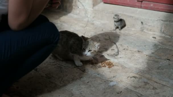 Kadın sokakta küçük bir yavru kedi ile aç bir kedi besleme. — Stok video