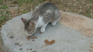 Gri kedi beyaz namlu ile hızlı bir şekilde kuru gıda sokakta yiyor..