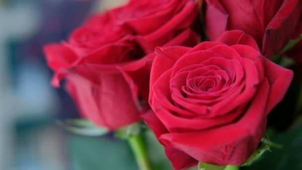 Buds of red roses in bouquet stand indoors. — Stock Video