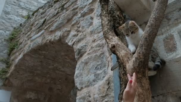 Γυναίκα παίζει με μια γάτα, η οποία κάθεται ψηλά πάνω σε ένα δέντρο στην πόλη. — Αρχείο Βίντεο