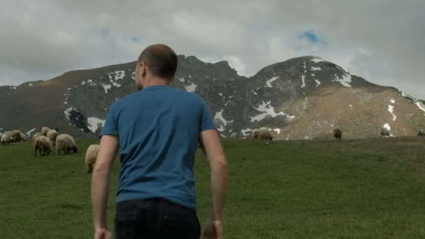 若い男は、屋外での羊の放牧、牧草地を通過します。彼はすぐに緑の草を食べるふわふわの動物に向かう. — ストック動画