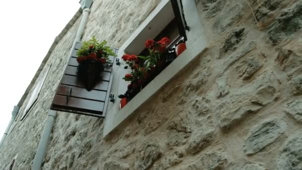 Töpfe mit roten Blumen und Pflanzen stehen am Fenster. — Stockvideo