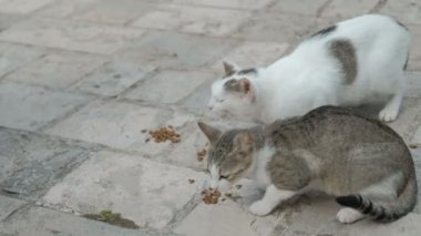 İki kedi yerde oturan kedi maması Park'ta açık havada yemek