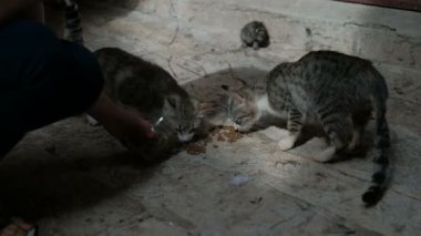 İki vahşi kedi evin yanında taş kaldırımda yem yemek.