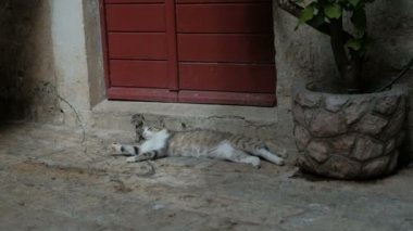 Kırmızı kapılı ev yakınındaki sokak kedi ve onun kitty yatıyordu.