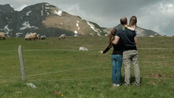 Man with two daughters looks at sheep on farm in countryside. — Stock Video
