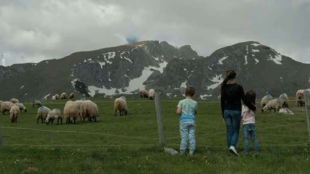 女摄影师的照片羊在牛饲养场夏季. — 图库视频影像