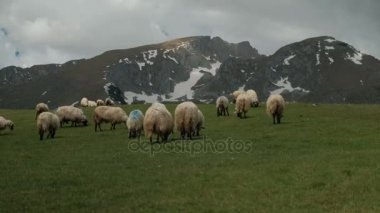 Kar dağlar yakınındaki bir yeşil çim üzerinde otlatma koyun sürüsü.