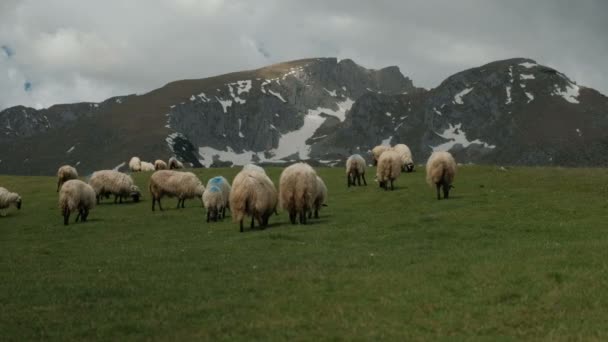 El rebaño de ovejas pastando en un césped verde cerca de las montañas de nieve . — Vídeos de Stock