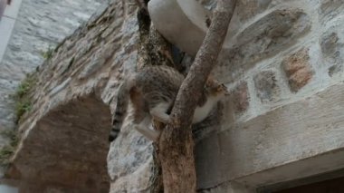Rengarenk kedi şehirde en yüksek ağaçtan almaya çalışırken.