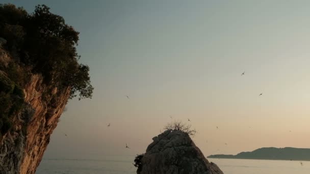 Au coucher du soleil, un troupeau d'oiseaux encerclant un rocher au bord de la mer en été . — Video