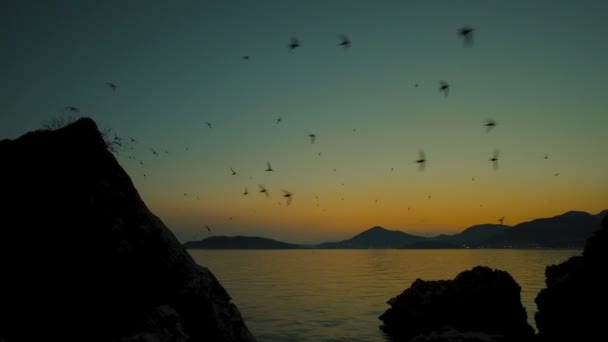 Måsarna flyger över havet på sommaren kväll när solen ner. — Stockvideo