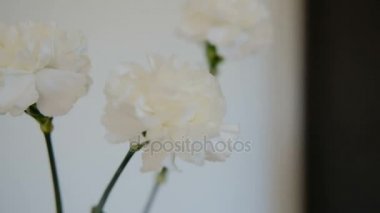 Bir vazoda üç beyaz kesme çiçek büyük tomurcukları ile stand.