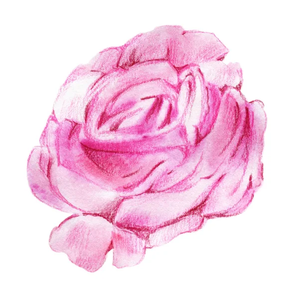 Akwarela kwiat róży — Zdjęcie stockowe