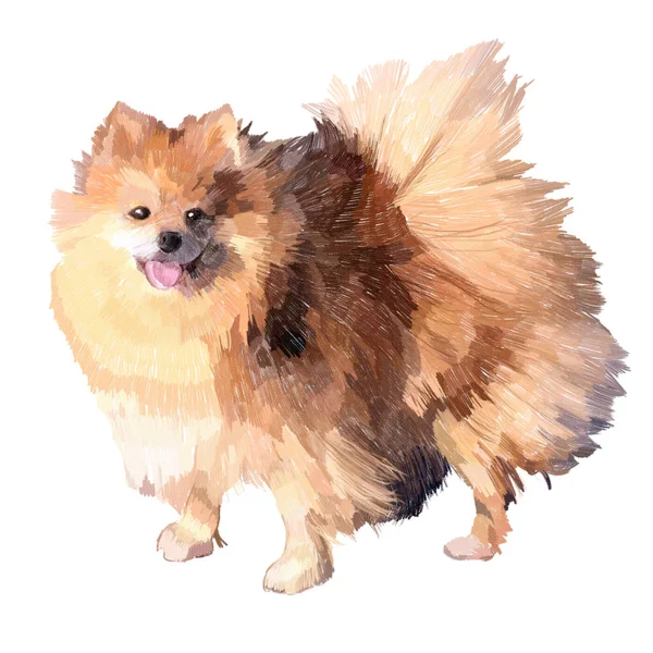 Pomeranian spitz σκίτσο — Φωτογραφία Αρχείου