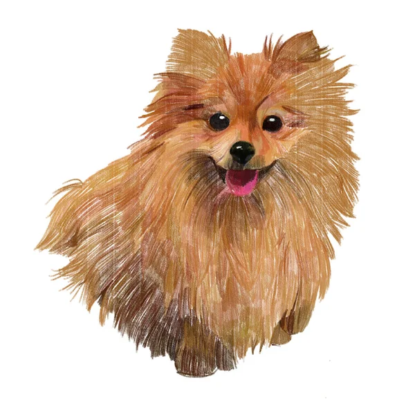 Sketsa Pomeranian spitz — Stok Foto