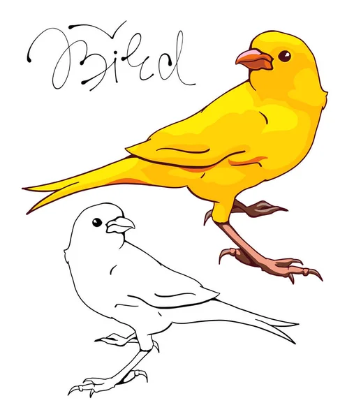 カナリアストックベクター ロイヤリティフリーカナリアイラスト Depositphotos