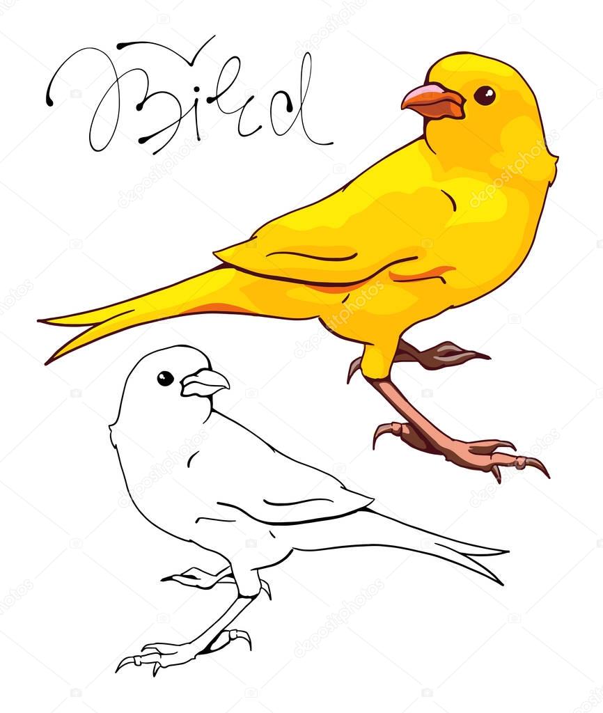 Yellow Canary bird