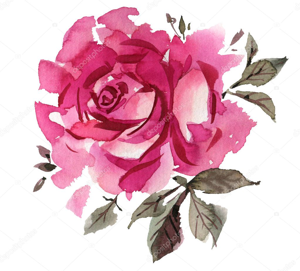  pink rose in watercolor 