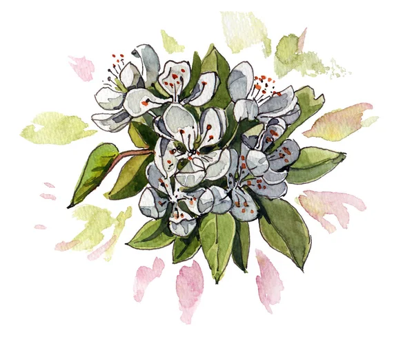 Apple květiny v akvarel — Stock fotografie