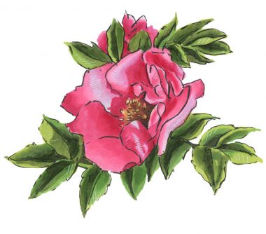 Suluboya köpek gül