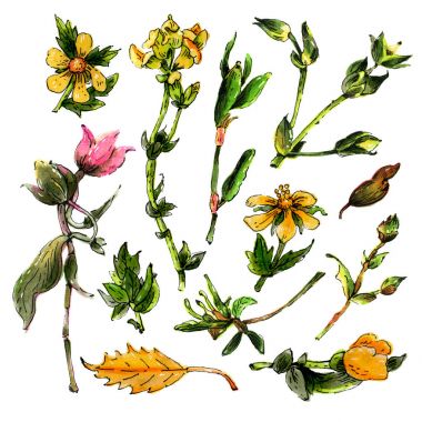 suluboya çiçek kümesi