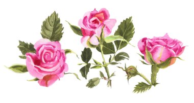 kırmızı sulu boya gül  