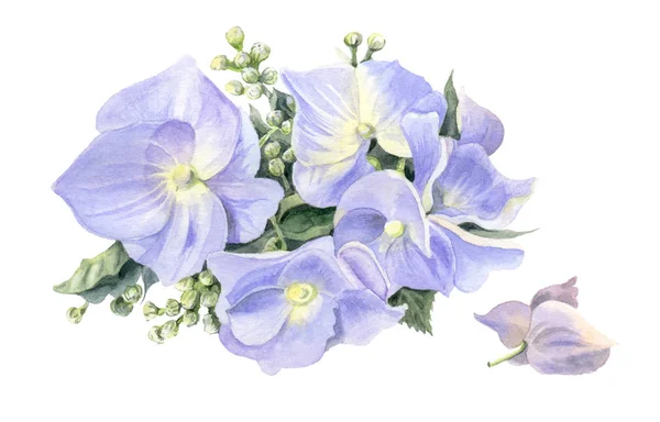 Lilac Hydrangeas Watercolor Flowers Isolated White Background Hand Drawn Illustration — Stock Photo, Image