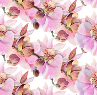 Pembe orkide. Dikişsiz desen suluboya çiçekli. Resimde çizilmiş. 