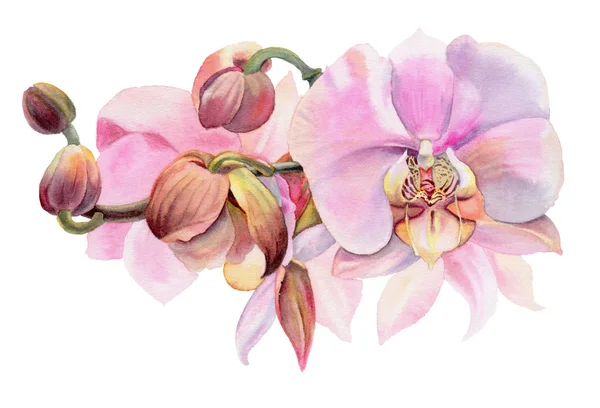 Orquídeas Rosadas Flores Acuarela Aisladas Sobre Fondo Blanco Ilustración Dibujada —  Fotos de Stock