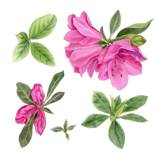 Bright Pink Azaleas Watercolor Flowers Leaves Isolated White Background Hand — Stock Photo, Image