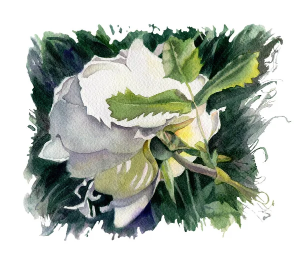Watercolor Flowers White Dog Rose Hand Drawn Illustration — Stock Photo, Image